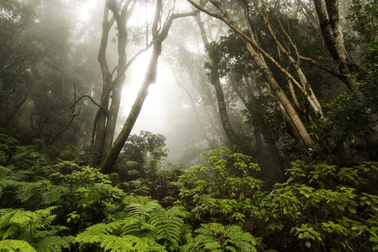Bosque del Cedro.- Parque Nacional de Garajonay - Nasjonalpark - La Gomera - Kanariøyene