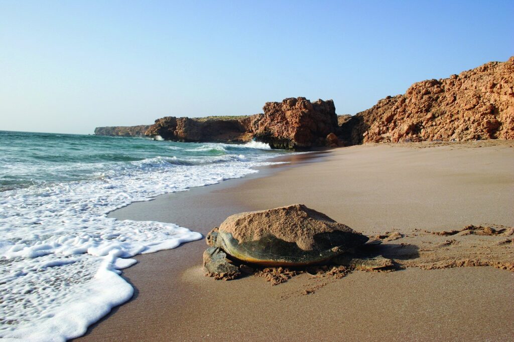 Skilpadde - Ras al Hadd - Strand - Oman - Arabiske halvøy