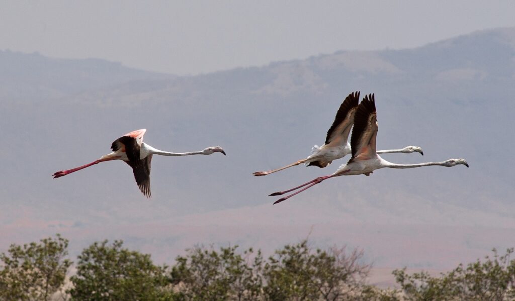 Flamingoer - Flyvning - Oman - Arabiske halvøy