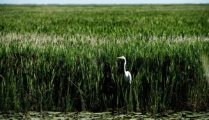 Lacassine National Wildlife Refuge - Creole Nature Trail All-American Road - Louisiana - USA