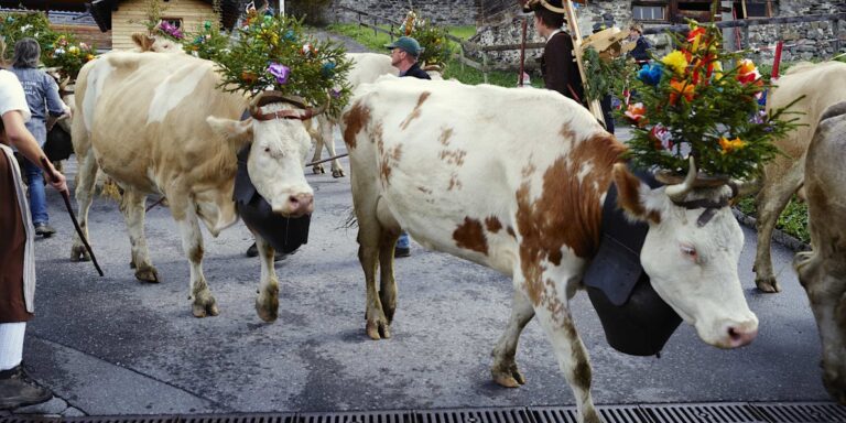 DesAlpes - Kuparade - Mürren - Lauterbrunnen - Grindelwald - Berner Oberland - Sveits