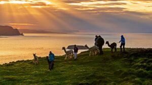 Alpakka - familietur - Wild Alpaca Way - Malin Head - Donegal - Irland