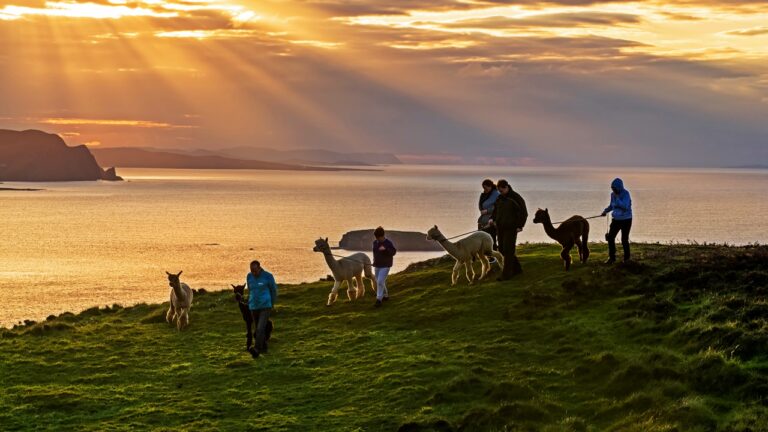 Alpakka - familietur - Wild Alpaca Way - Malin Head - Donegal - Irland