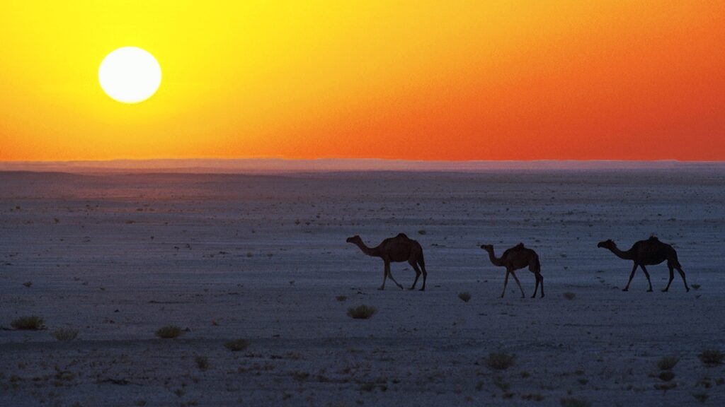 Kameler - Ørken - Solnedgang - Oman