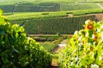 Er du en vinentusiast som ønsker å lære mer om vin? Nå har muligheten på reisemål som Mallorca, Sicilia, Barcelona og Kanariøyene (Foto:TUI)
